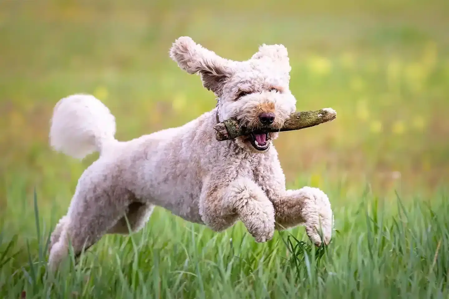 dog stick running grass at the ellis pet friendly apartments