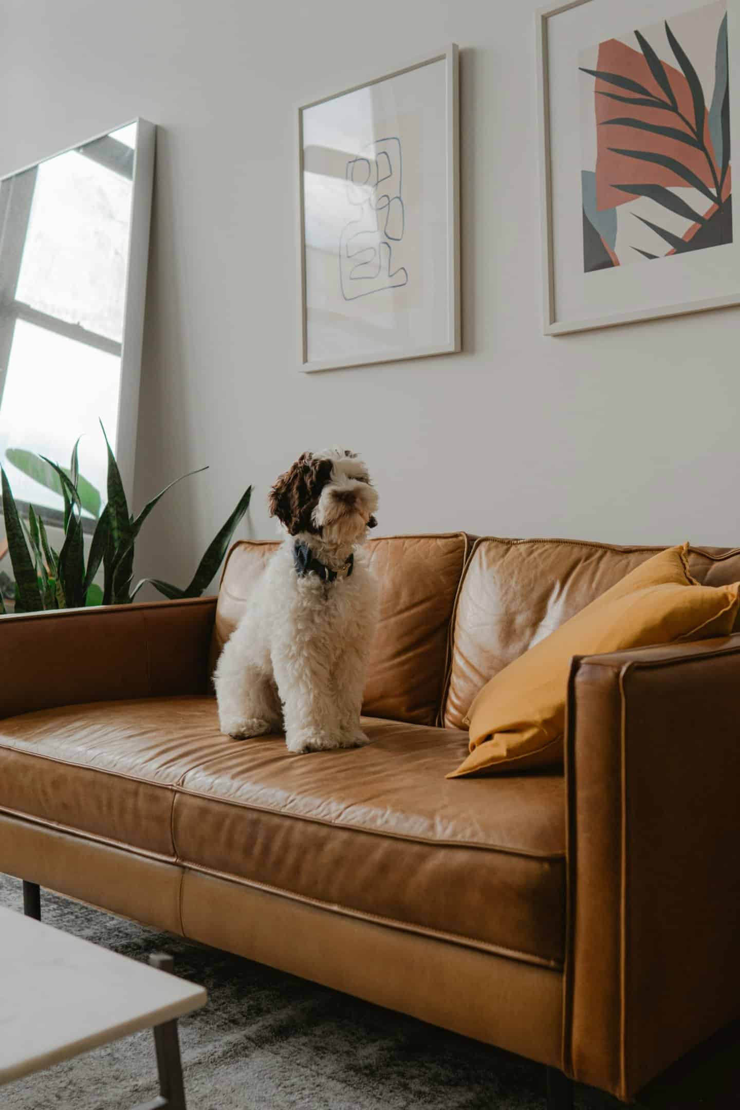 dog on a couch at cost effective apartment near me the ellis michael oxendine